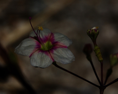 Commicarpus brandegeei