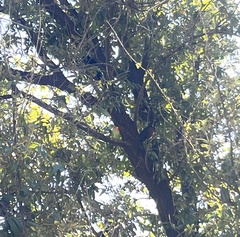 Agapornis roseicollis