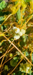 Cuscuta campestris