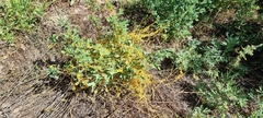 Cuscuta campestris