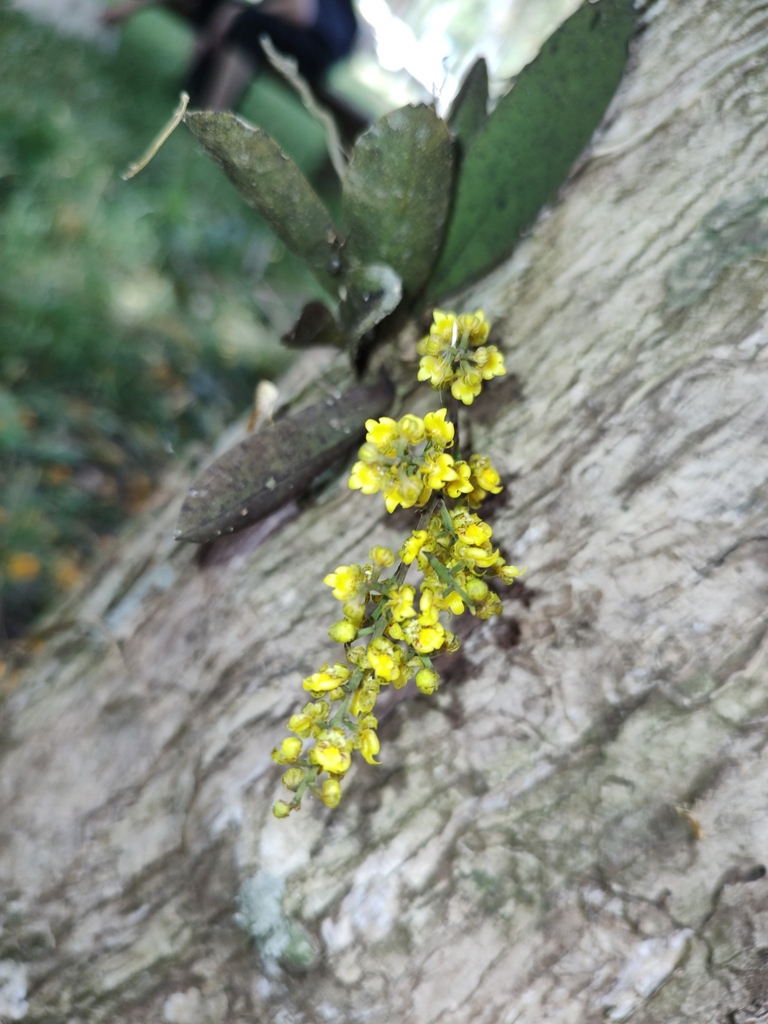 Trichocentrum pumilum