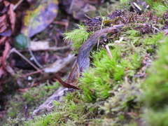 Prophysaon andersonii