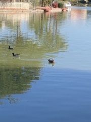 Fulica americana americana