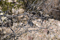 Polioptila