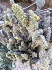 Opuntia microdasys
