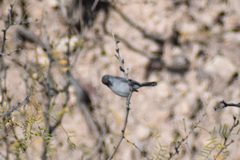 Polioptila