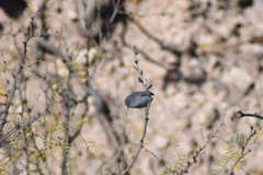 Polioptila