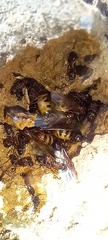 Camponotus subbarbatus