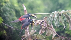 Pteroglossus pluricinctus