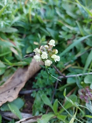 Prunella laciniata