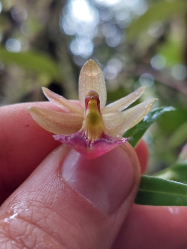 Epidendrum cottoniiflorum, photograph 2