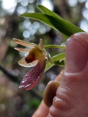 Epidendrum cottoniiflorum, photograph (c) Daniel Mesa, some rights reserved (CC BY)