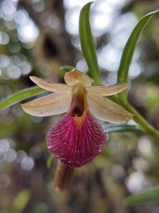 Epidendrum cottoniiflorum, photograph (c) Daniel Mesa, some rights reserved (CC BY)