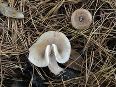 Lactarius imperceptus
