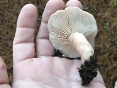 Lactarius imperceptus