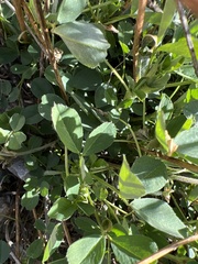 Trifolieae