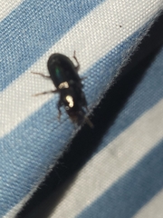 Selenophorus