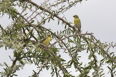 Crithagra dorsostriata