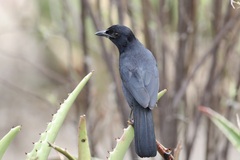 Laniarius funebris