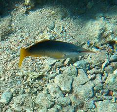 Gomphosus klunzingeri