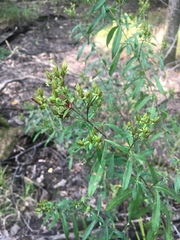 Hypericum lobocarpum