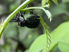 Aegorhinus superciliosus