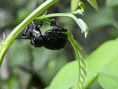 Aegorhinus superciliosus