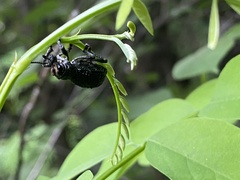 Aegorhinus superciliosus