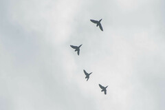 Brotogeris cyanoptera