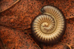 Pachyiulus flavipes