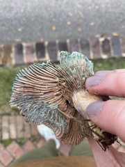 Lactarius paradoxus