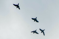 Brotogeris cyanoptera