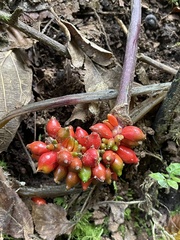 Arisaema macrospathum