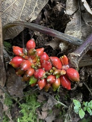 Arisaema macrospathum