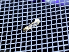 Niditinea orleansella