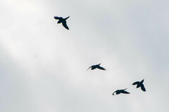 Brotogeris cyanoptera