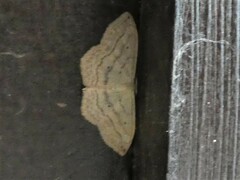 Scopula umbilicata