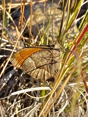 Pindis squamistriga