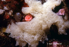 Clathrina coriacea