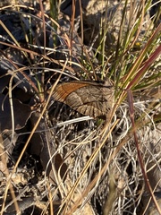Pindis squamistriga
