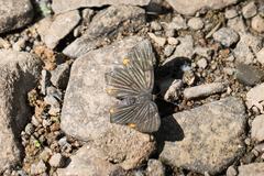 Riodina lycisca