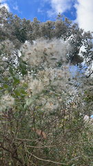 Baccharis halimifolia