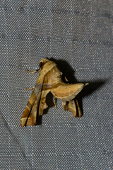 Eutelia callichroma