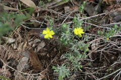 Hibbertia crinita