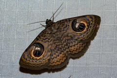 Calliodes pretiosissima