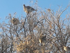 Tympanuchus phasianellus