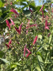 Dianthera secunda
