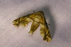 Eutelia callichroma