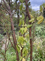 Boquila trifoliolata