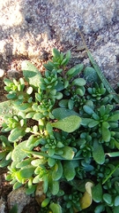 Calibrachoa parviflora